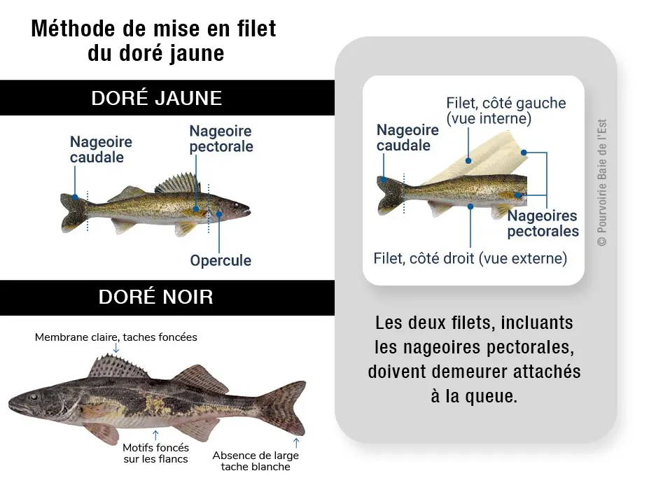 Méthode de mise en filet du doré jaune pour la pêche au Québec